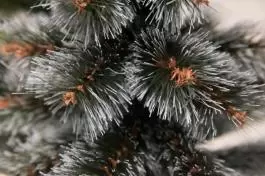 BOR - novogodišnja jelka sa belim vrhovima 120 cm