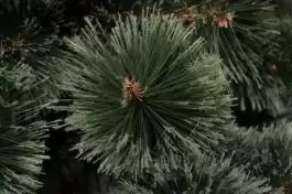 BOR - novogodišnja jelka sa rascepljenim vrhovima 220 cm