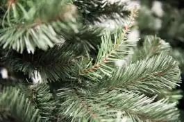 Novogodišnja jelka Aljaska 180 cm